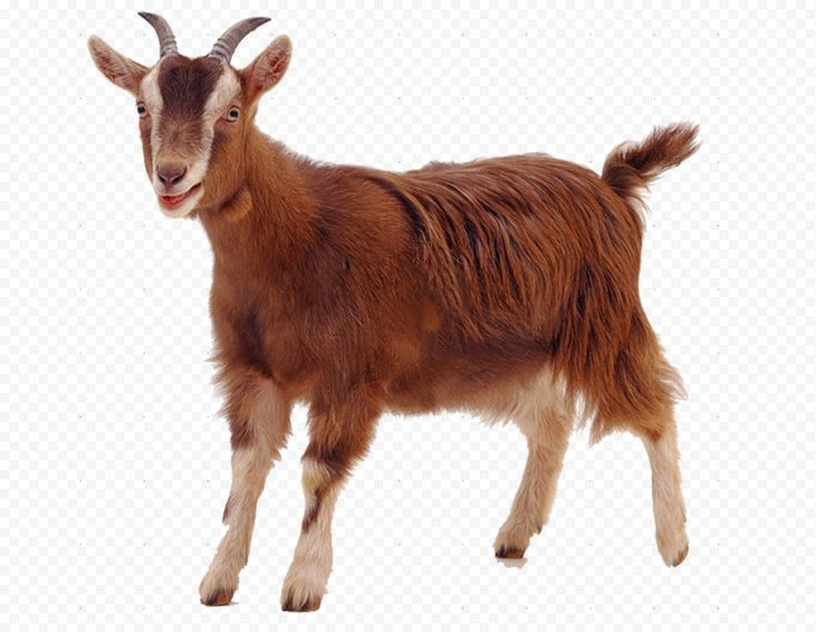 Коза на белом фоне