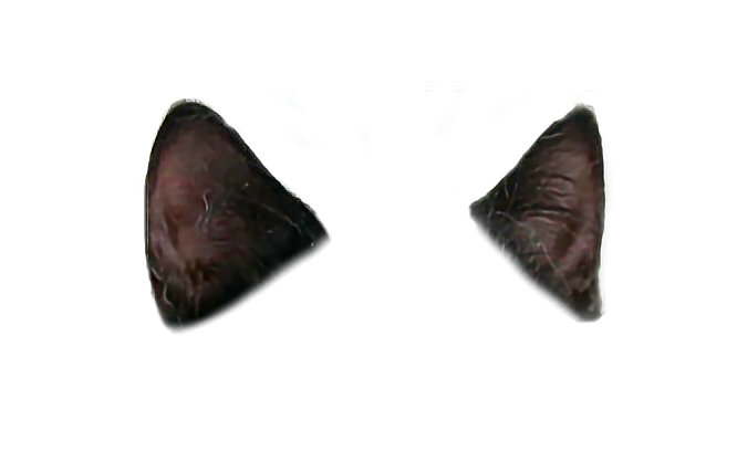 Коричневые ушки кота