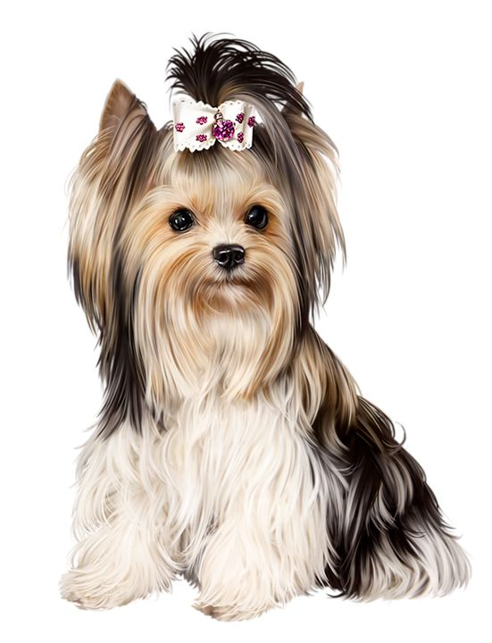 Бивер-Йоркширский терьер