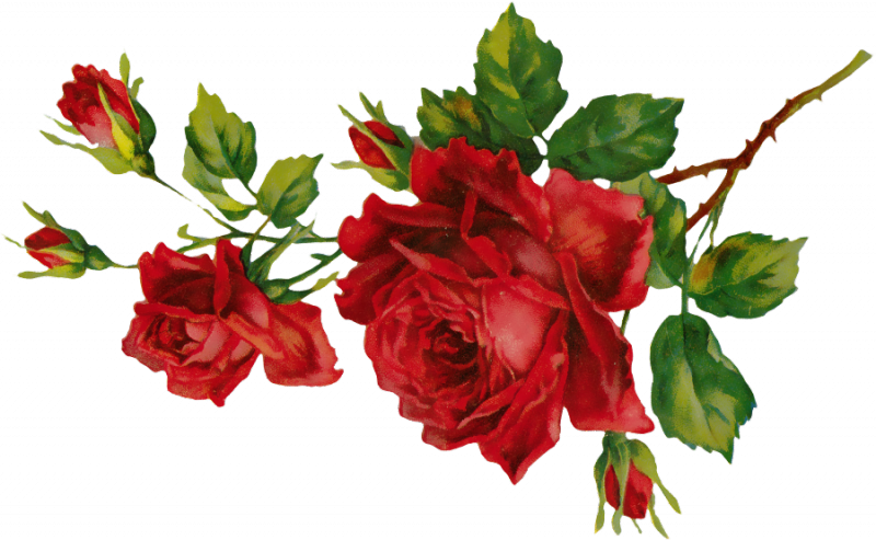 Картинки цветы на прозрачном фоне