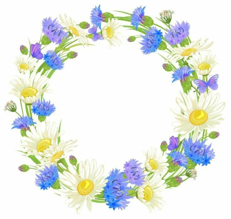 Василек венок
