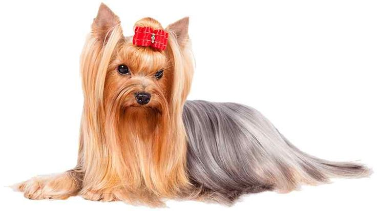 Йоркширский терьер