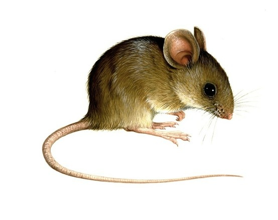 Мышь для дошкольников