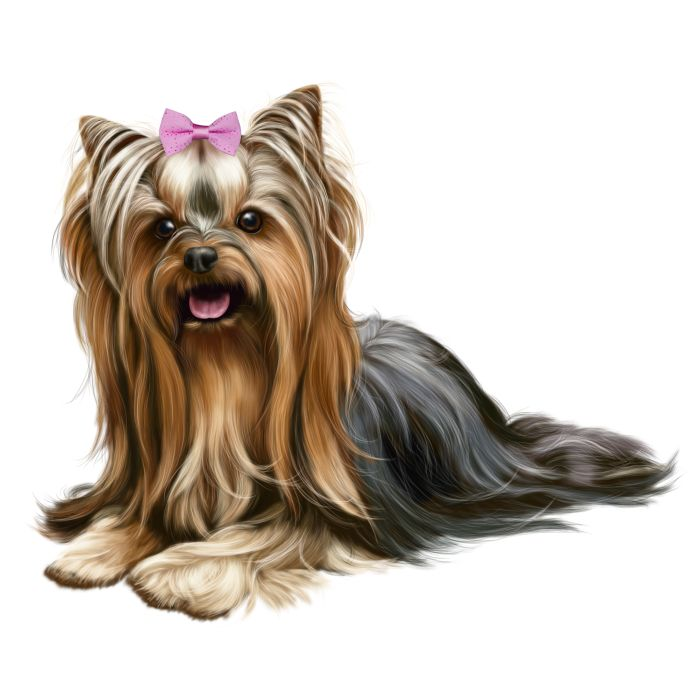 Йоркширский терьер длинношерстный