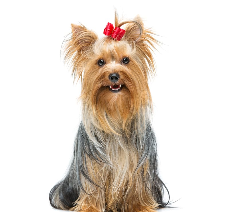 Йоркширский терьер на белом фоне