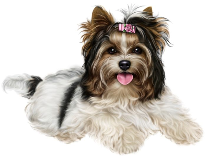 Бивер-Йоркширский терьер кабель