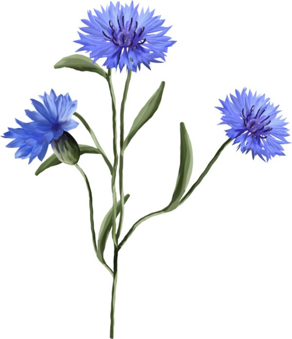 Василек полевой