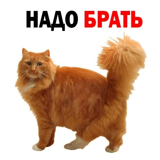 Рыжий кот на белом фоне