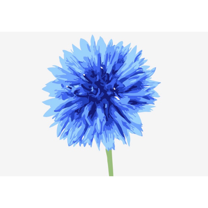 Василёк Боровой