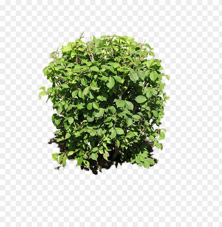 Bush Ivy зелень