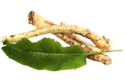 Корень хрена