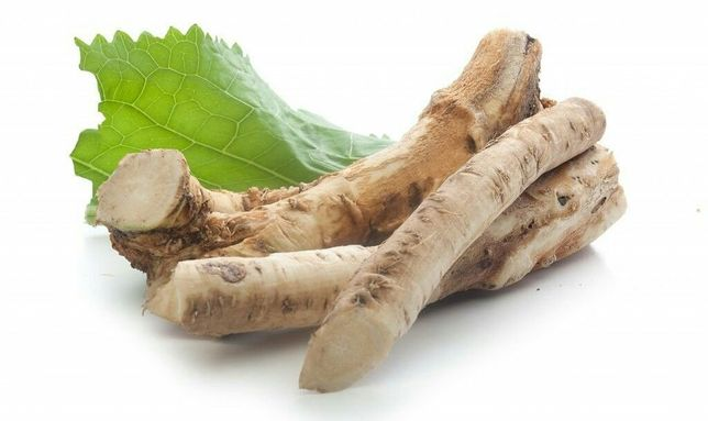 Корень хрена