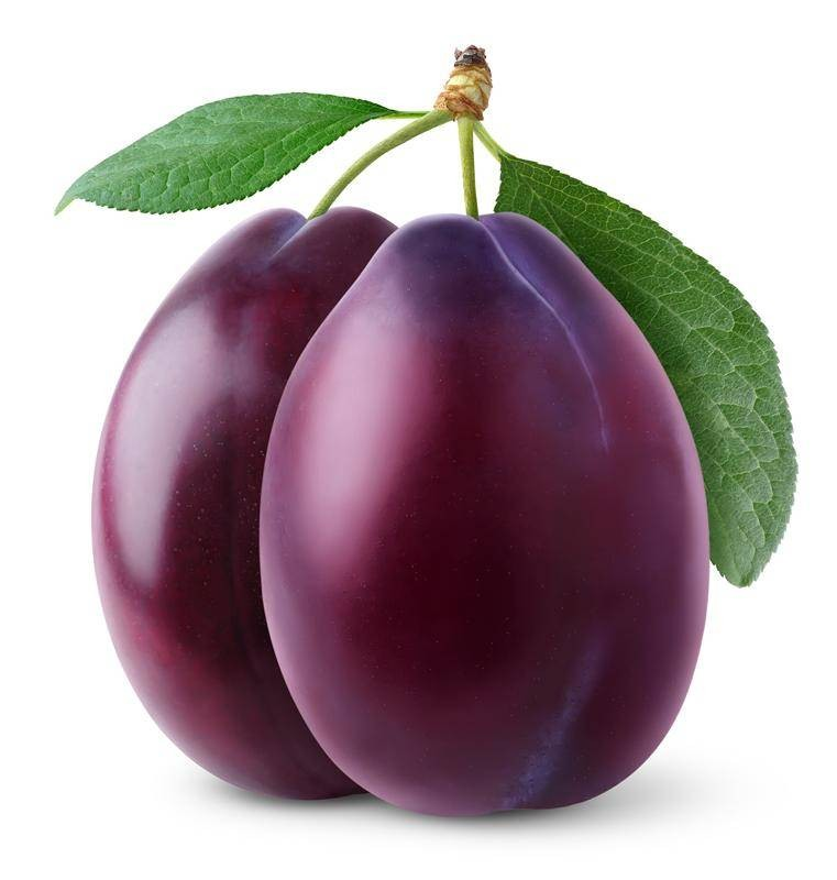 Слива Блэк Плум