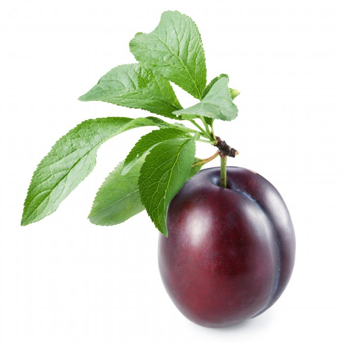 Слива на белом фоне