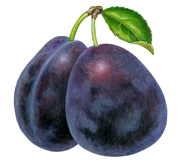 Слива клипарт