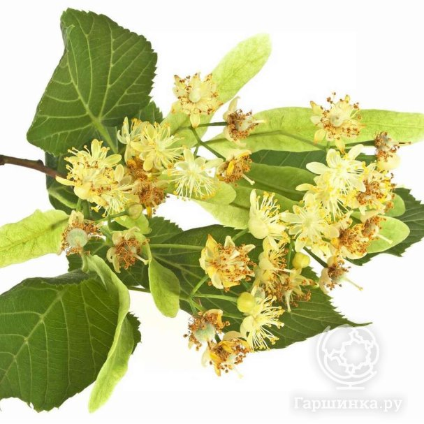 Липа цветки