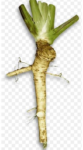 Корень хрена