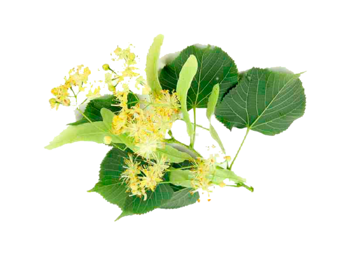 Липа дерево