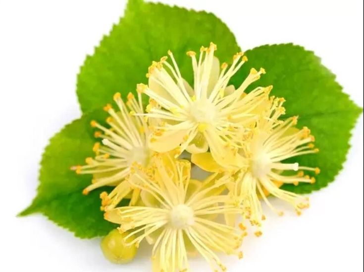 Липа мелколистная цветение