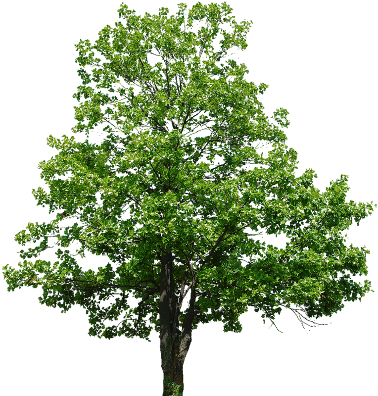 Липа мелколистная PNG