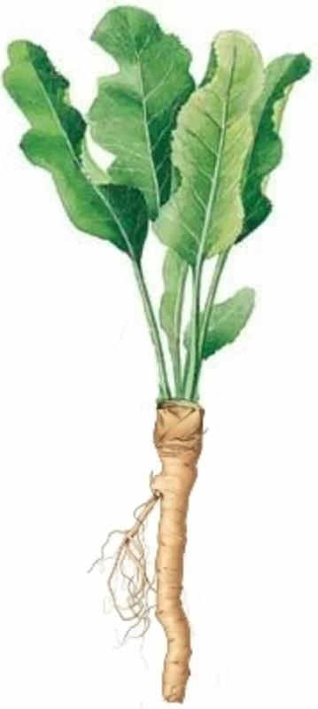 Хрен растение корень