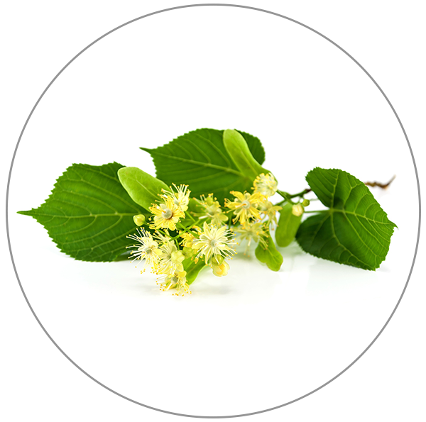 Липа мелколистная