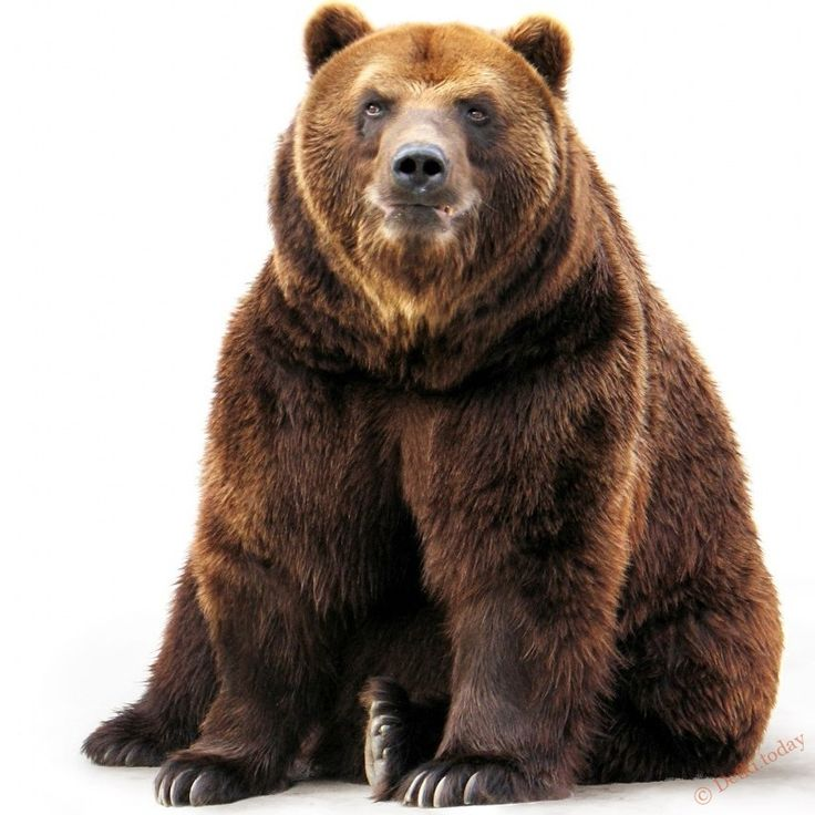 Бурый медведь Кадьяк