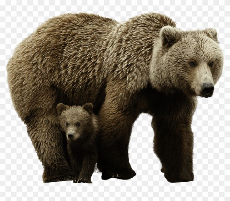 Медведь для детей на прозрачном фоне