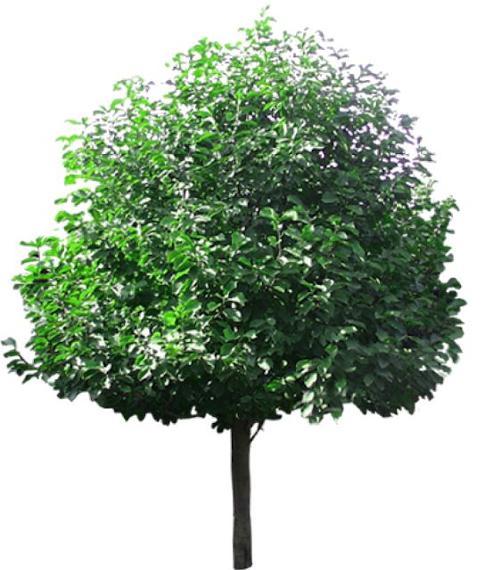 Липа мелколистная кустовая