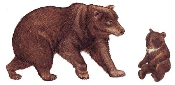 Медведь для детей