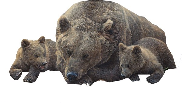 Медведь без фона