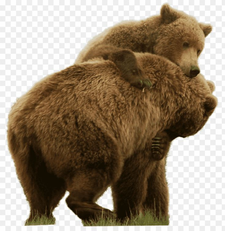 Бурый медведь