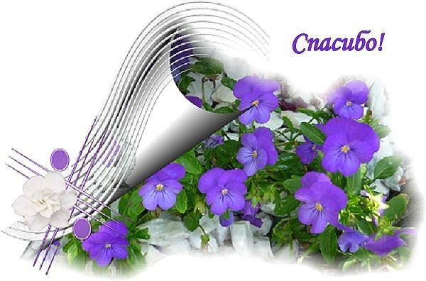 Цветы на прозрачном фоне