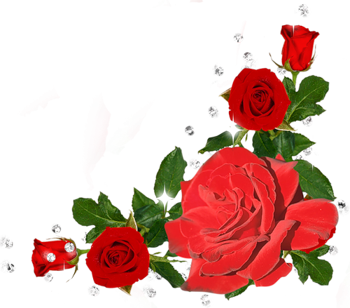 Цветы без фона