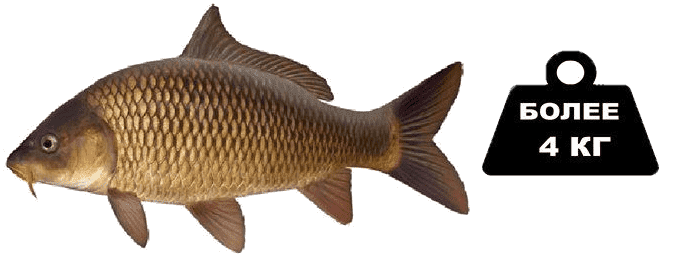 Cyprinus Carpio