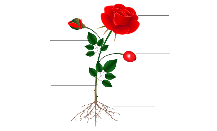 Подпиши части растения