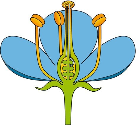 Строение wdtnrfбез подписей