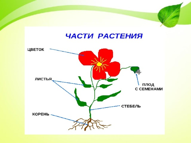 Цветок части растения