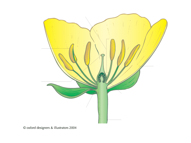 Строение цветка рисунок