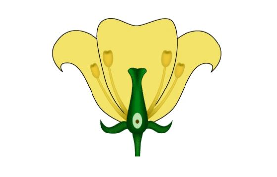 Тычинка цветка рисунок