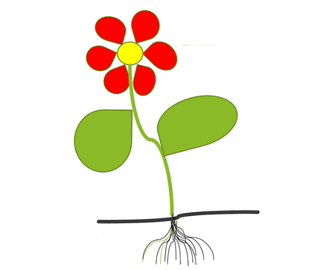 Части растений для дошкольников