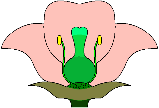 Строение цветка