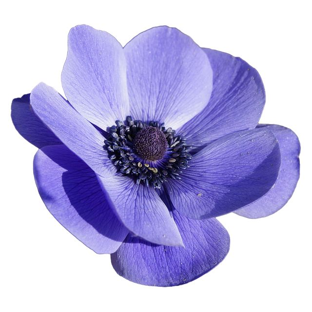 Anemones цветы синие