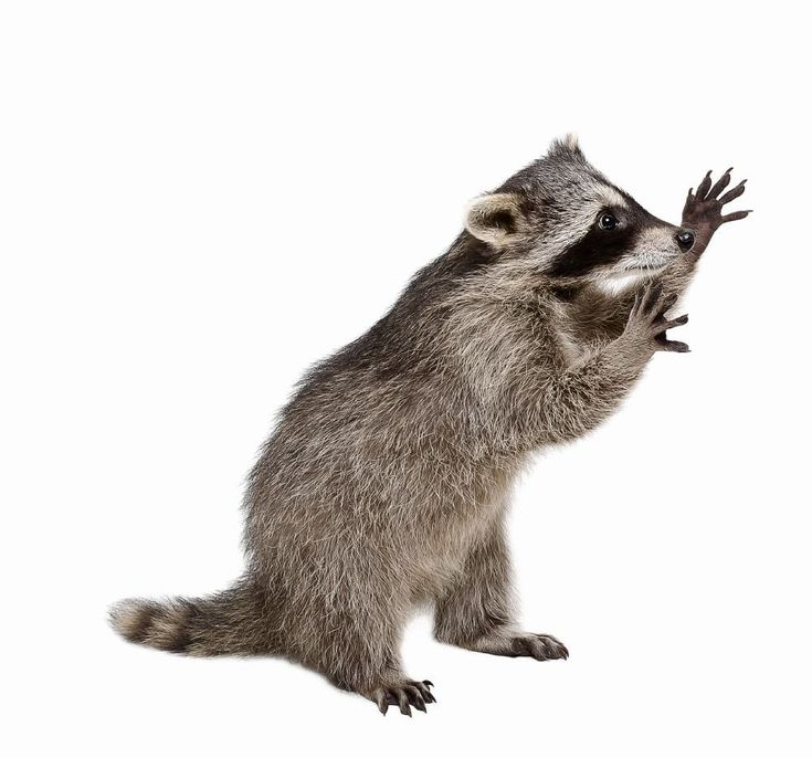 Животные картинки на прозрачном фоне