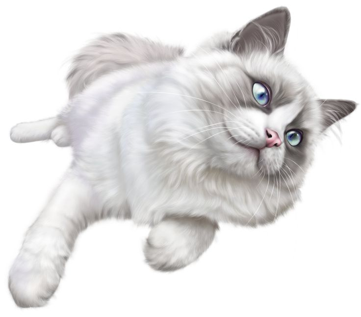 Котенок на прозрачном фоне
