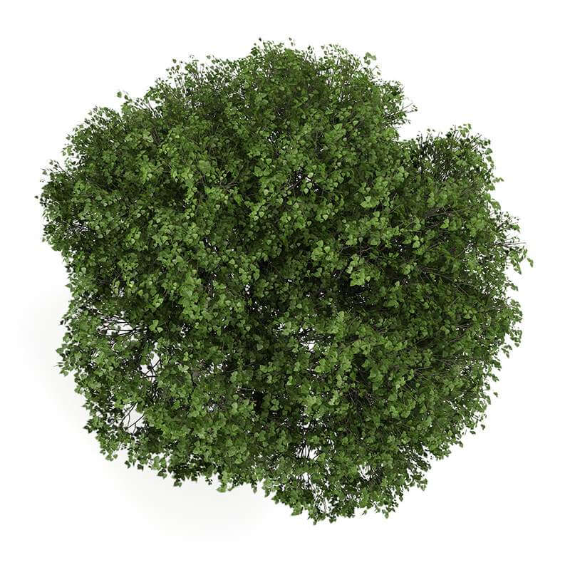 Деревья вид сверху