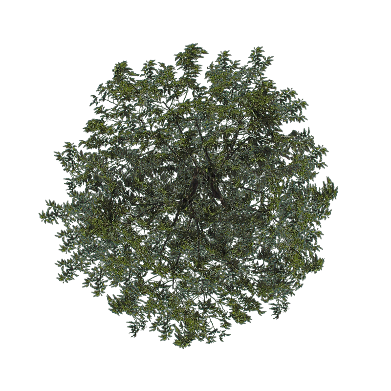 Деревья сверху