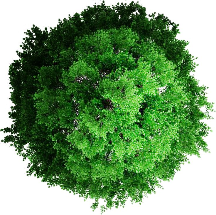 Деревья в плане