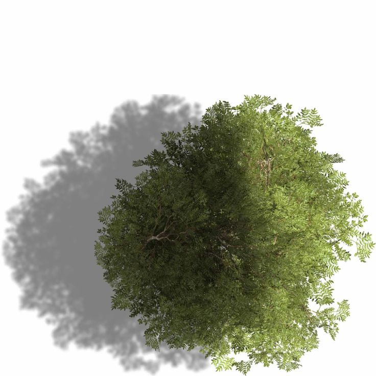 Деревья вид сверху архикад