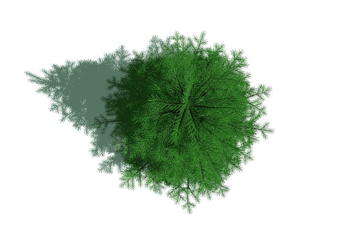 Туя Глобоза